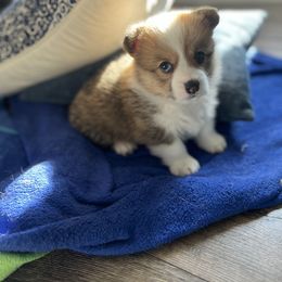 Pembroke Welsh Corgi Puppies from Columbine Corgis