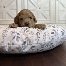 Boy 3 - Red Labradoodle puppy in Visalia, California from Junebug’s Labradoodles
