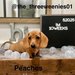 Peaches - Red female Dachshund puppy in Goodyear, Arizona from Heather Gonzalez's Doxies