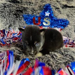Tomato - Black tan and white female Siberian Husky puppy in Folsom, Louisiana from Geaux Fluffy