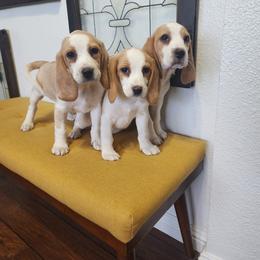 Beagle Puppies from Homegrown Beagles