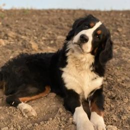 Bernese Mountain Dogs from White Birch Bernese