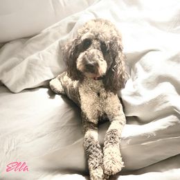 Ella - Goldendoodle