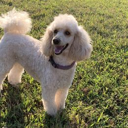 Quincy - Poodle