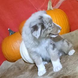 George - Red merle male Miniature Australian Shepherd puppy in Elkhart, Texas from Donaldson Dogz