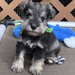 Miniature Schnauzers from Mini Schnauzers