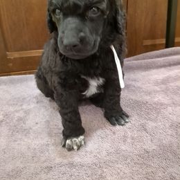 Oak (boy) - White Collar - Black male Poodle puppy in Tullahoma, Tennessee from Peaceful Valley Poodles