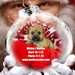 Girl 3 - female Morkie puppy in Silverhill, Alabama from Malteseuluv’s Tiny Treasurers