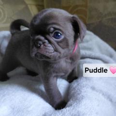 Puddle - Cream female Pug puppy in Hartsville, South Carolina from PearlsPlayhousePugs