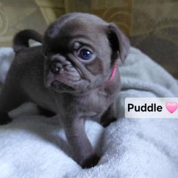Puddle - Cream female Pug puppy in Hartsville, South Carolina from PearlsPlayhousePugs