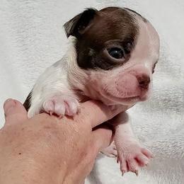 Boy 2 - Red male Boston Terrier puppy in Priest River, Idaho from Hoo Doo Boston Terriers of North Idaho