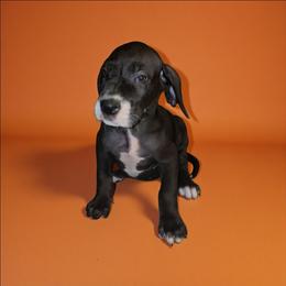 Eileen - Mantle female Great Dane puppy in Walker, Louisiana from La Rebel Danes