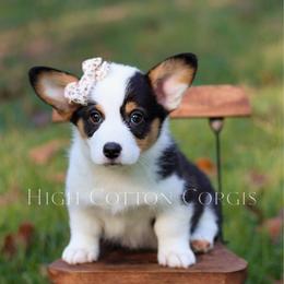 Belladonna (Bella) - Black and tan female Pembroke Welsh Corgi puppy in Benton, Arkansas from High Cotton Corgis