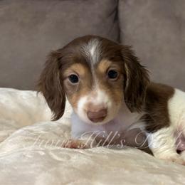 Dallas - Chocolate and tan female Dachshund puppy in Jonesboro, Illinois from Twin Hills Dachshunds