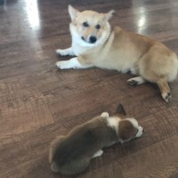 Pembroke Welsh Corgi Puppies from Indian Valley Corgies