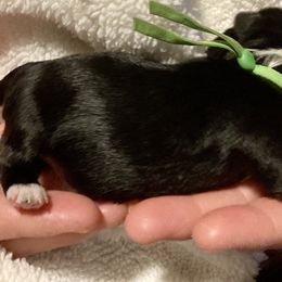 Maltipoo, Morkie, and Yorkipoo Puppies from Danza Bolo
