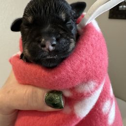 Girl 3 - Black Miniature Schnauzer puppy in Bakersfield, California from Connie's Mini Schnauzer’s