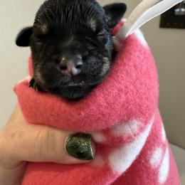 Girl 3 - Black Miniature Schnauzer puppy in Bakersfield, California from Connie's Mini Schnauzer’s