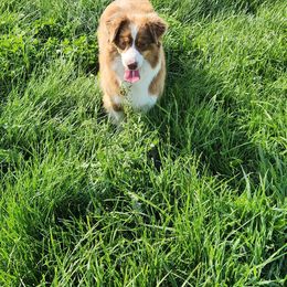 Mercy - Australian Shepherd