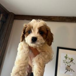 Chestnut - Blenheim male Cavapoo puppy in Bloomfield, New York from Campbell Cavapoos