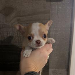 Girl 1 - Red and white female Chihuahua puppy in Charleston, Maine from North Woods Chihuahua’s & Golden Retrievers