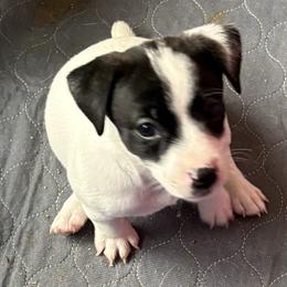 Female 4 - Black and white female Jack Russell Terrier puppy in Williston, Florida from CP FARMS BORDER COLLIES N JACKS CORP