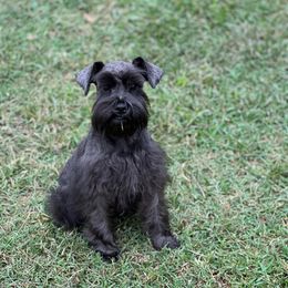 Oakley - Miniature Schnauzer