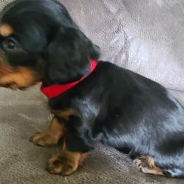 Dachshund Puppies from Buck Run Creek Dachshunds