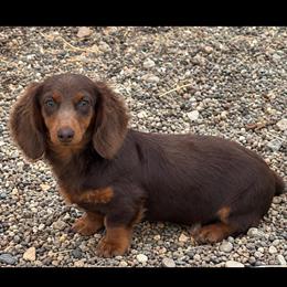 Indie - Dachshund