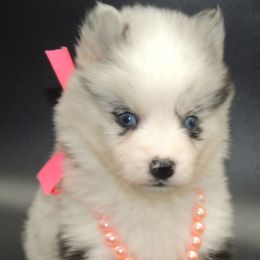 Pomsky and Siberian Husky Puppies from Beastly Beauties Huskies & Pomskies