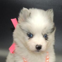 Pomsky and Siberian Husky Puppies from Beastly Beauties Huskies & Pomskies