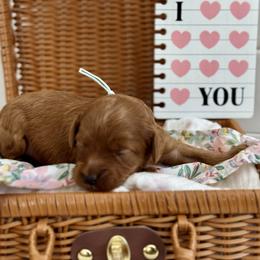 Blue - Red  female Goldendoodle puppy in Hesperia, Michigan from Red Acres Poodles & Doodles