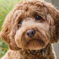 Australian Labradoodles from St. Louis Australian Labradoodles