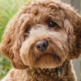 Australian Labradoodles from St. Louis Australian Labradoodles