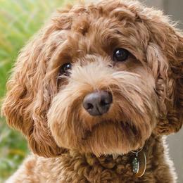 Australian Labradoodles from St. Louis Australian Labradoodles