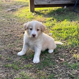 Cheesecake - White and gold female Border Collie puppy in Mckinney, Texas from Border Collies of Ruidoso