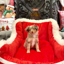 Voddie - male Sporty Mix puppy in Livonia, Michigan from M7’s Shelties, Toonies & AussieDoodles