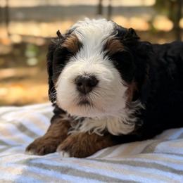 Venom - Tri-color male Bernedoodle puppy in Sandy, Oregon from MC Doodles