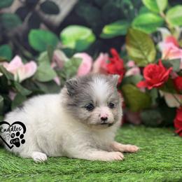River - Blue merle female Pomeranian puppy in Nashville, Arkansas from Cuddles n Curls