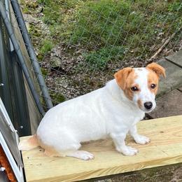 Russell Terrier puppies from Norvell Kennels