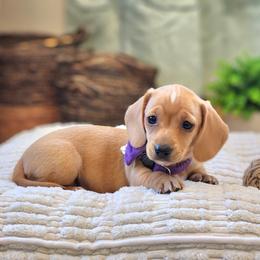 AKC Meet Ruby :) - Red female Dachshund puppy in Centerville, Iowa from Barnyard Dachshunds, Dals & Doodles