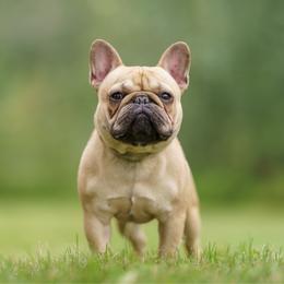 Hughie - French Bulldog
