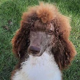 Poodles from Fantasy Poodles