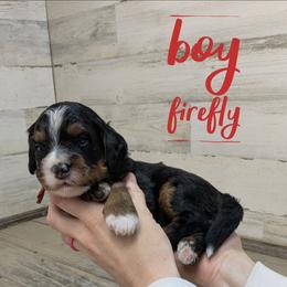 Firefly - Tri-color male Bernedoodle puppy in Cambridge, Minnesota from Country Meadow Doodles