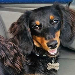 Orion - Dachshund