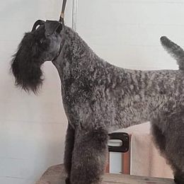 JoJo - Kerry Blue Terrier