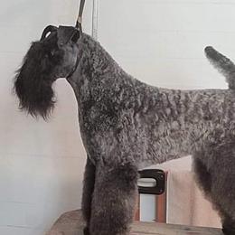 JoJo - Kerry Blue Terrier