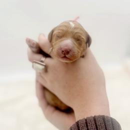 Dove - Red  female Goldendoodle puppy in North Carolina from Tuxedo Mountain Doodles
