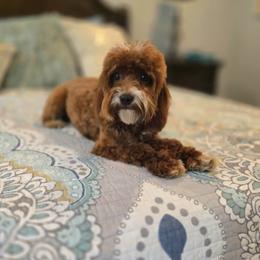Skor - Goldendoodle