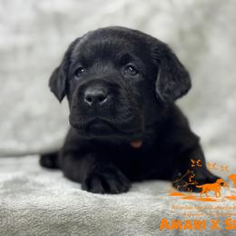 Orange - Black male Labrador Retriever puppy in Beaverdam, Virginia from Riverside Sunset Labrador Retrievers